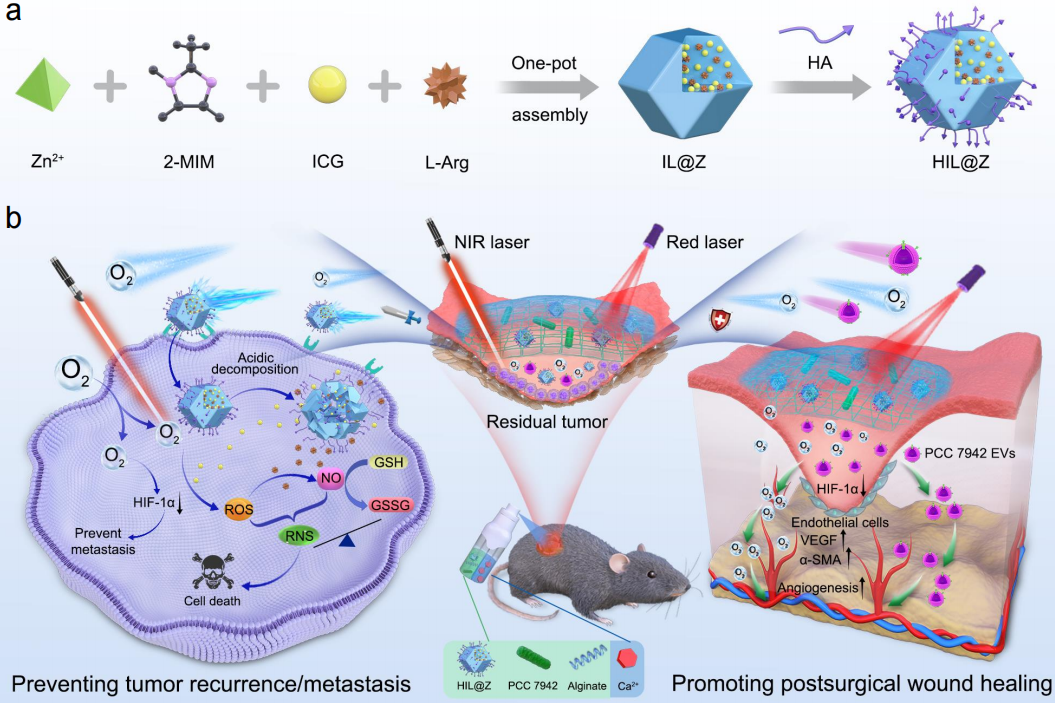 促愈凝胶怎么排出西南交大周绍兵／侯建文团队《Nat. Commun.》：“一箭三雕”- 具有防复发、抑转移、促愈合功能的自产氧纳米复合水凝胶_https://www.jmylbn.com_新闻资讯_第4张