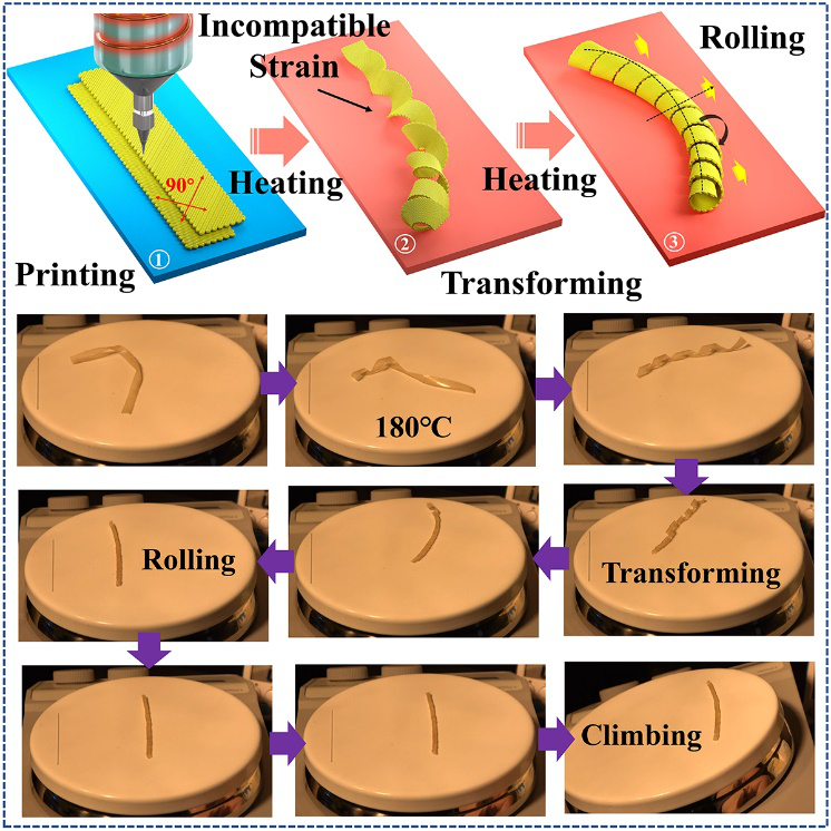 天津大学封伟教授课题组《Matter》：4D打印仿生触觉应变自主软体机器人的图2