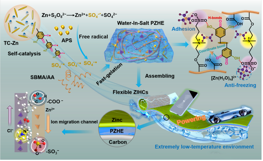 北京林業(yè)大學(xué)楊俊團隊《ACS Nano》：自催化納米纖維素增強體系構(gòu)建新型“鹽包水”聚兩性離子水凝膠電解質(zhì)的圖1