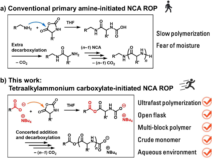 华东理工大学刘润辉教授课题组Angew：羧酸盐作为一类引发剂可实现超快速NCA开环聚合制备多肽聚合物的图1