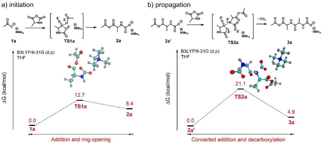 华东理工大学刘润辉教授课题组Angew：羧酸盐作为一类引发剂可实现超快速NCA开环聚合制备多肽聚合物的图5