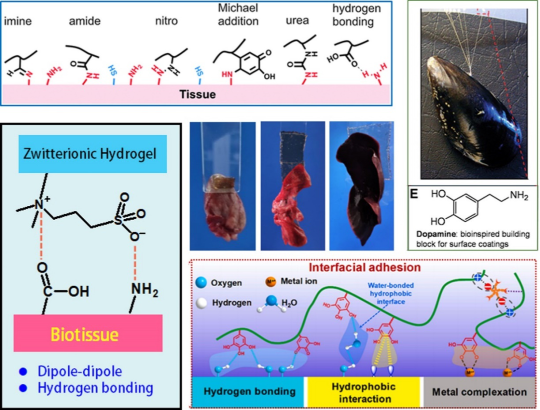 中山大学付俊教授团队JMCB封面综述：组织粘附型水凝胶生物电子学的图3