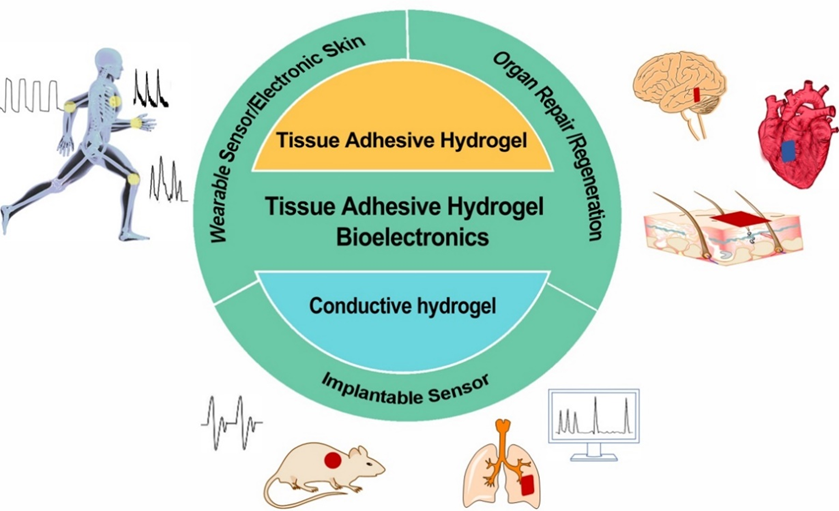 中山大学付俊教授团队JMCB封面综述：组织粘附型水凝胶生物电子学的图2