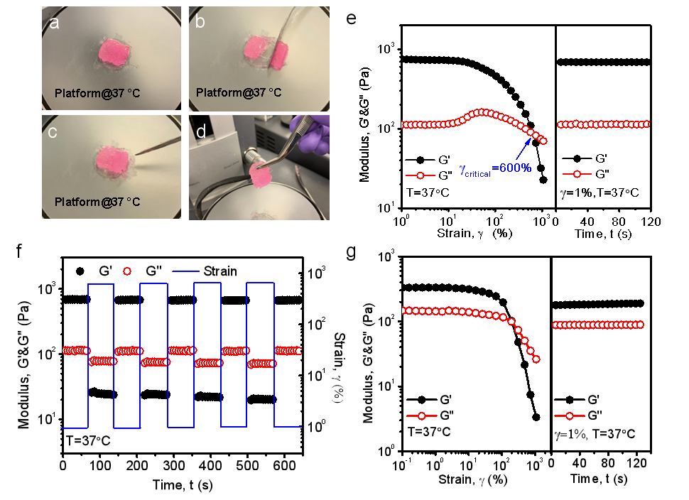 加拿大阿爾伯塔大學曾宏波教授課題組 《ACS Nano》：生物環境自適應性超分子組裝的可注射自愈合水凝膠用于胃穿孔修復的圖3