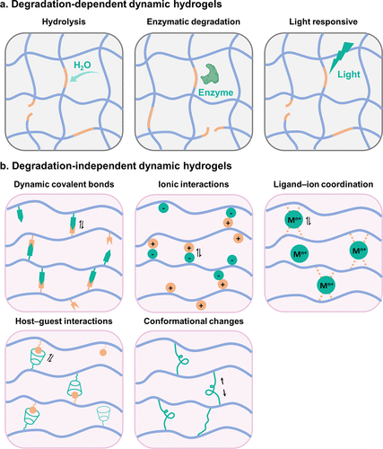 华南理工边黎明教授团队《Chem. Rev.》综述：结构动态水凝胶及其生物医学应用 – 追求宏观稳定性与微观动态性之间的良好平衡的图3