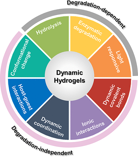 华南理工边黎明教授团队《Chem. Rev.》综述：结构动态水凝胶及其生物医学应用 – 追求宏观稳定性与微观动态性之间的良好平衡的图1
