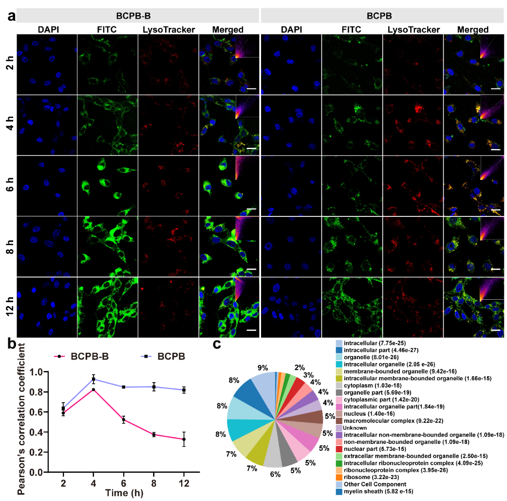 南京大学蒋锡群/武伟团队JACS：苯硼酸修饰可显著增强蠕虫状聚合物分子刷前药的溶酶体逃逸和抗肿瘤性能的图4