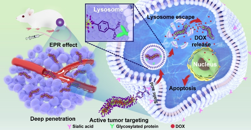 南京大学蒋锡群/武伟团队JACS：苯硼酸修饰可显著增强蠕虫状聚合物分子刷前药的溶酶体逃逸和抗肿瘤性能的图1