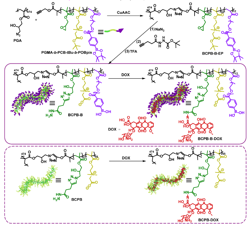 南京大学蒋锡群/武伟团队JACS：苯硼酸修饰可显著增强蠕虫状聚合物分子刷前药的溶酶体逃逸和抗肿瘤性能的图2