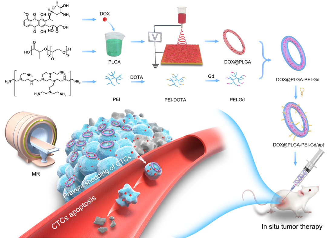 东华大学史向阳教授课题组《Nano Today》：在多功能载药PLGA纳米纤维环用于肿瘤治疗和抑制肿瘤转移上取得新进展的图2