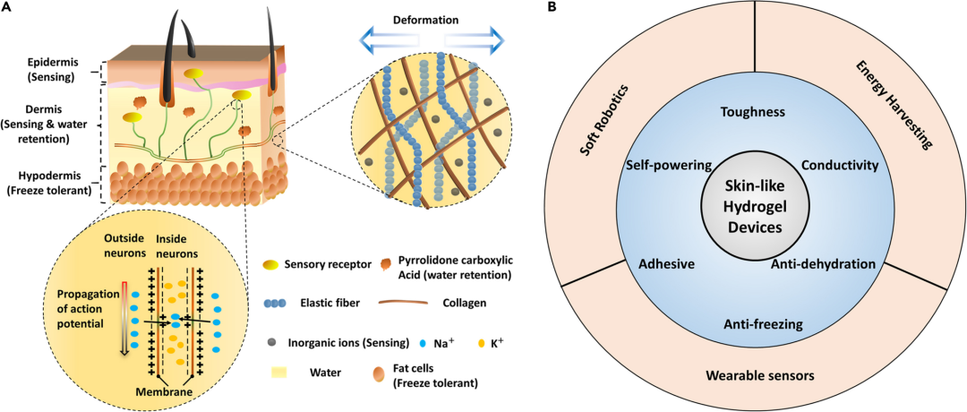 多倫多大學劉新宇教授團隊《iScience》綜述：類皮膚水凝膠及其在可穿戴傳感，軟體機器人以及能量收集等方面的應用的圖2