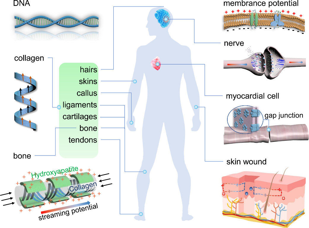中科院纳米能源所李琳琳&王中林团队《Adv. Mater.》综述：电活性生物材料和系统用于调控干细胞命运和组织再生的进展的图2