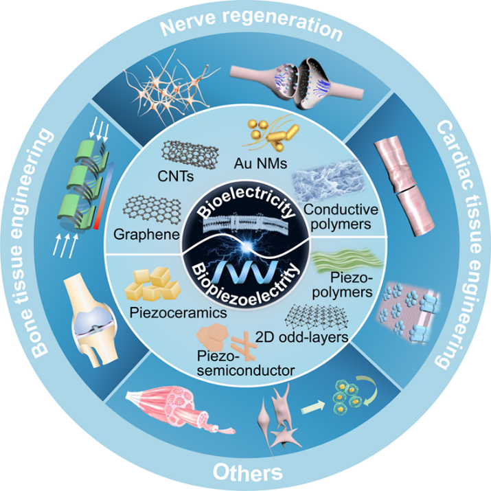 中科院纳米能源所李琳琳&王中林团队《Adv. Mater.》综述：电活性生物材料和系统用于调控干细胞命运和组织再生的进展的图1