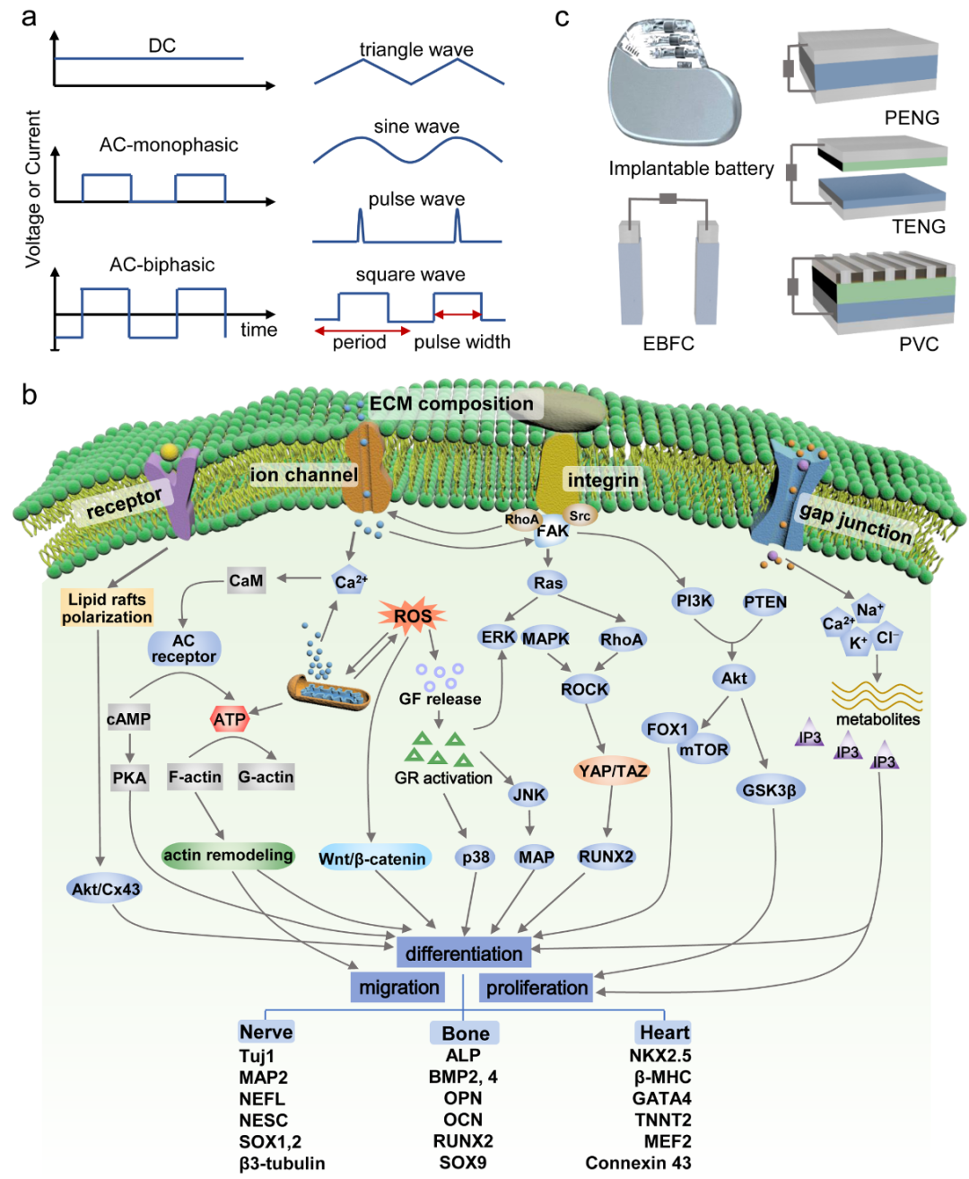 中科院纳米能源所李琳琳&王中林团队《Adv. Mater.》综述：电活性生物材料和系统用于调控干细胞命运和组织再生的进展的图3