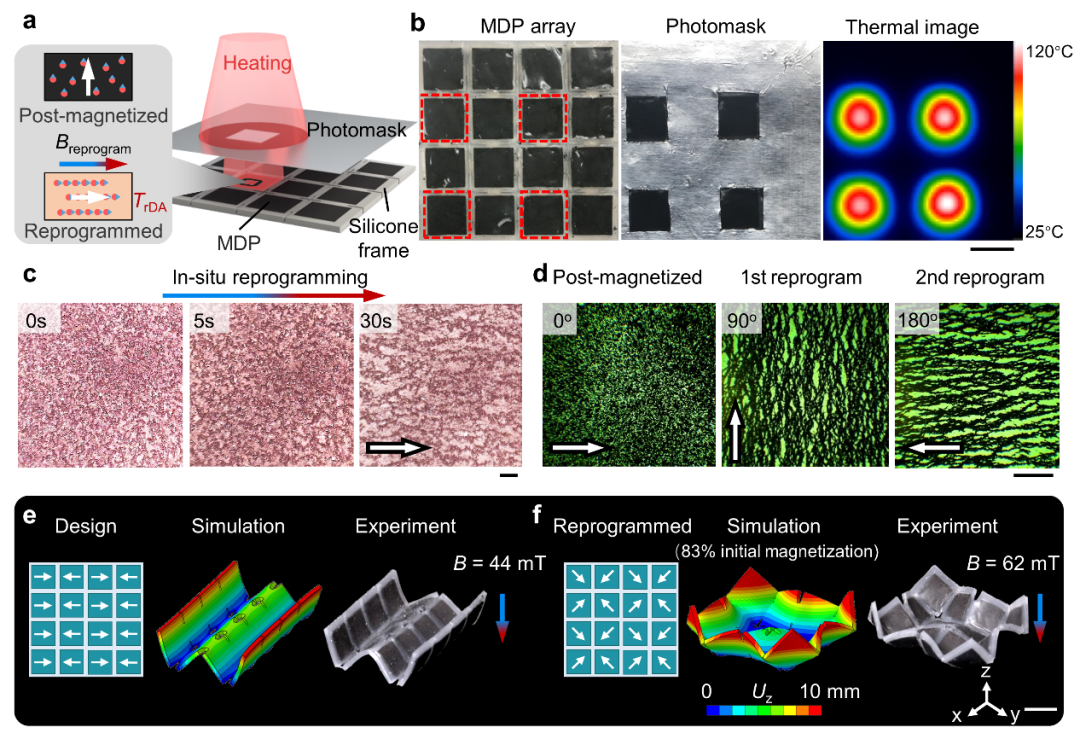 俄亥俄州立大学赵芮可教授与佐治亚理工学院齐航教授AM：磁性动态高分子材料实现远程模块化熔焊组装与复杂三维结构快速加工的图4