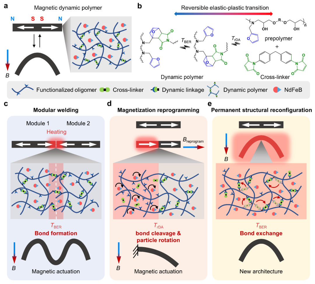 俄亥俄州立大学赵芮可教授与佐治亚理工学院齐航教授AM：磁性动态高分子材料实现远程模块化熔焊组装与复杂三维结构快速加工的图2