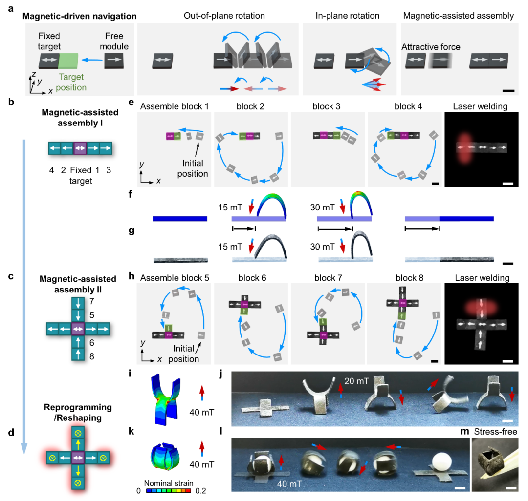俄亥俄州立大学赵芮可教授与佐治亚理工学院齐航教授AM：磁性动态高分子材料实现远程模块化熔焊组装与复杂三维结构快速加工的图6