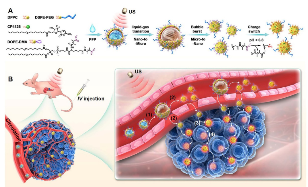 浙江大学黄品同教授和申有青教授团队AFM：首个超声空化级联胞吞转运的相变脂质体，普适高效治疗低渗透性肿瘤的图1