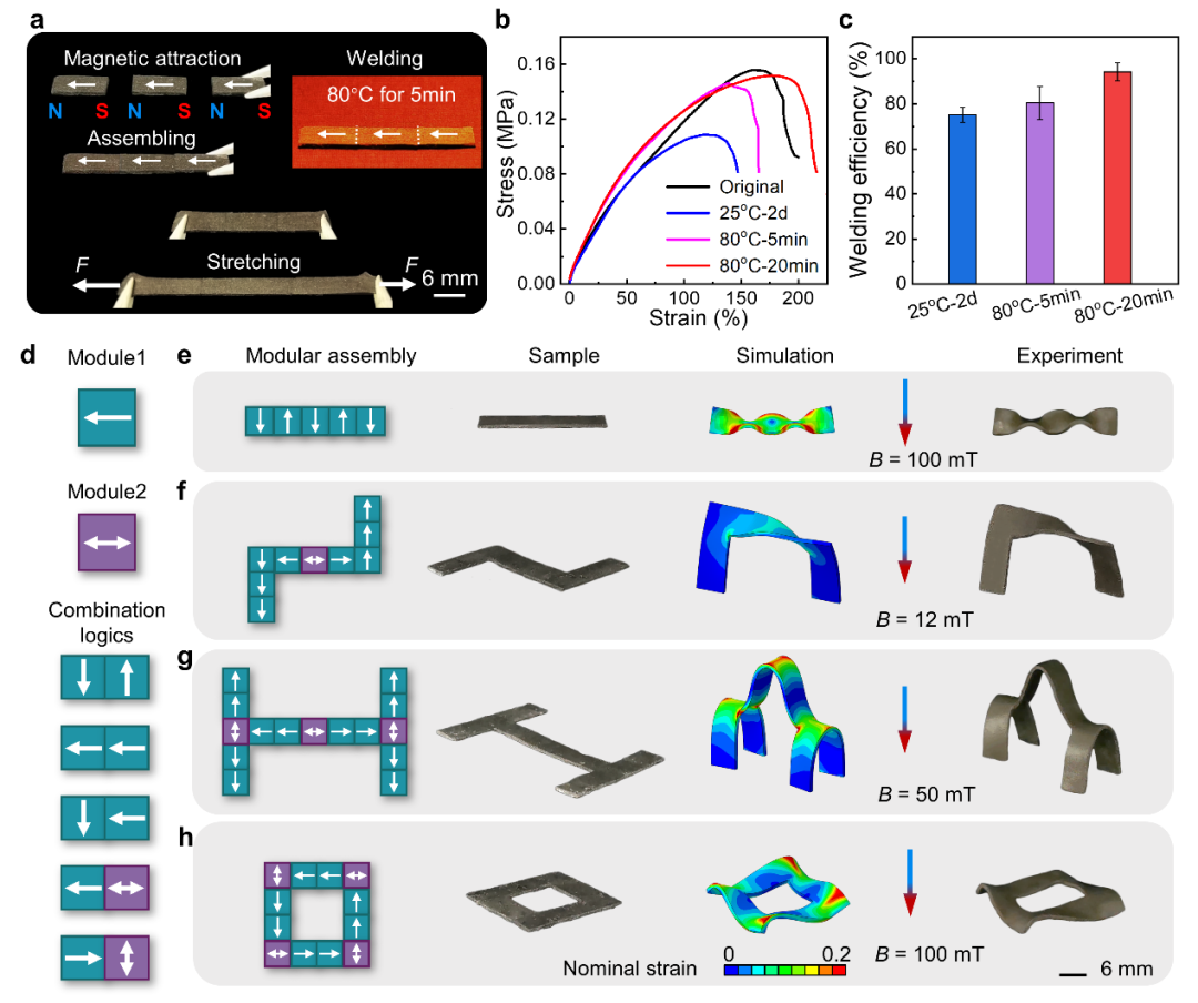 俄亥俄州立大学赵芮可教授与佐治亚理工学院齐航教授AM：磁性动态高分子材料实现远程模块化熔焊组装与复杂三维结构快速加工的图3