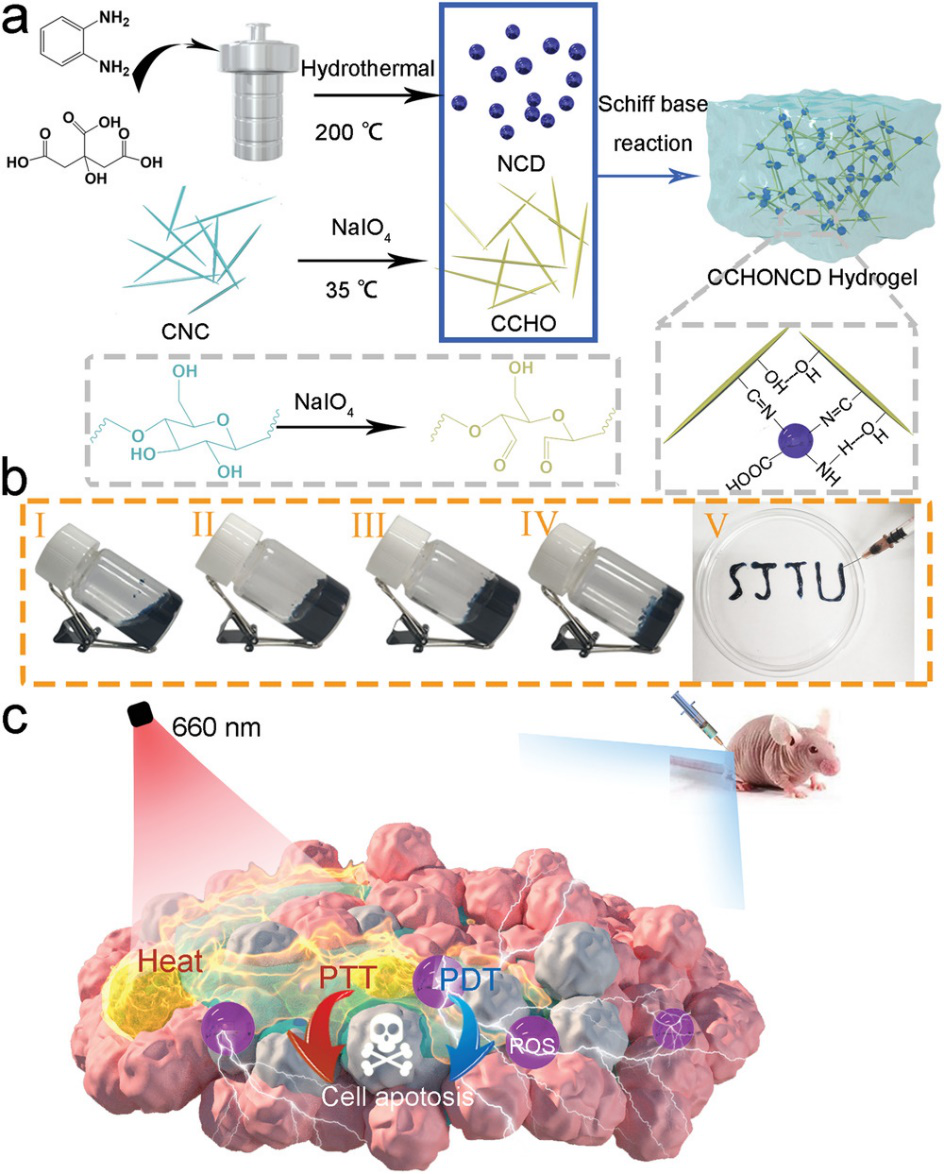 上海交通大學汪朝陽和朱申敏團隊《AFM》：基于纖維素納米晶與碳點的可注射水凝膠用于腫瘤光熱、光動力治療的圖1