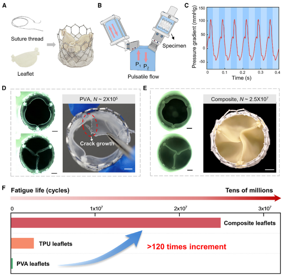 仿心臟瓣膜的柔軟抗疲勞水凝膠 - 2500萬次超高疲勞壽命