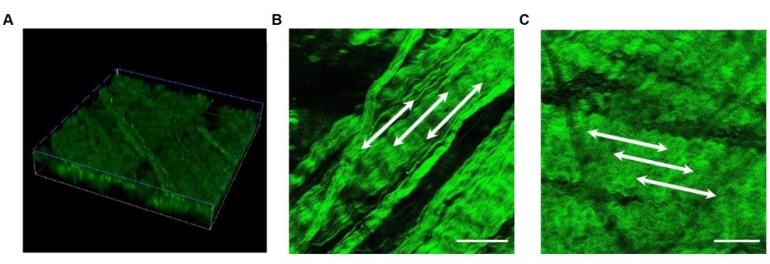 仿心臟瓣膜的柔軟抗疲勞水凝膠 - 2500萬次超高疲勞壽命