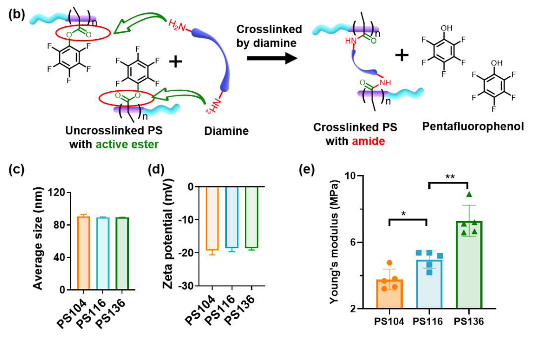 河南大學《Adv. Sci.》：高分子囊泡彈性對腦腫瘤靶向影響研究新進展的圖2