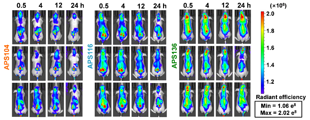 河南大學《Adv. Sci.》：高分子囊泡彈性對腦腫瘤靶向影響研究新進展的圖4