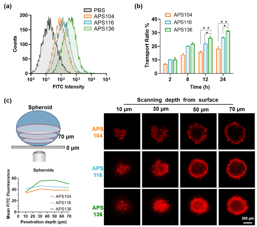 河南大學《Adv. Sci.》：高分子囊泡彈性對腦腫瘤靶向影響研究新進展的圖3
