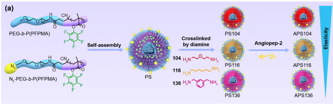 河南大學《Adv. Sci.》：高分子囊泡彈性對腦腫瘤靶向影響研究新進展的圖1