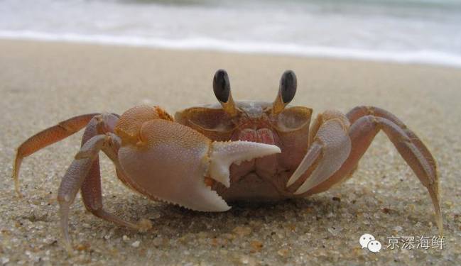 怎样鉴别野生海鲜