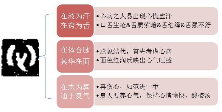 上一讲指出心的的主要生理功能是主血脉和主神志,其实心的生理功能