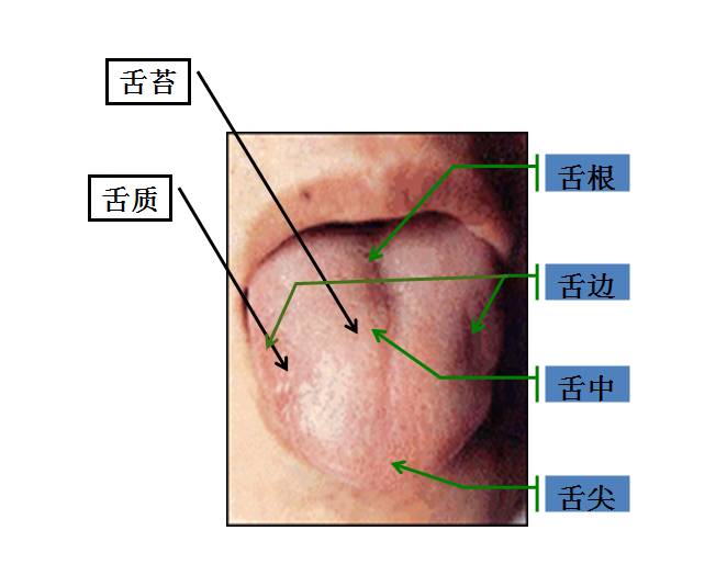 心开窍于舌,是指舌为心之外候,又称舌为心之苗