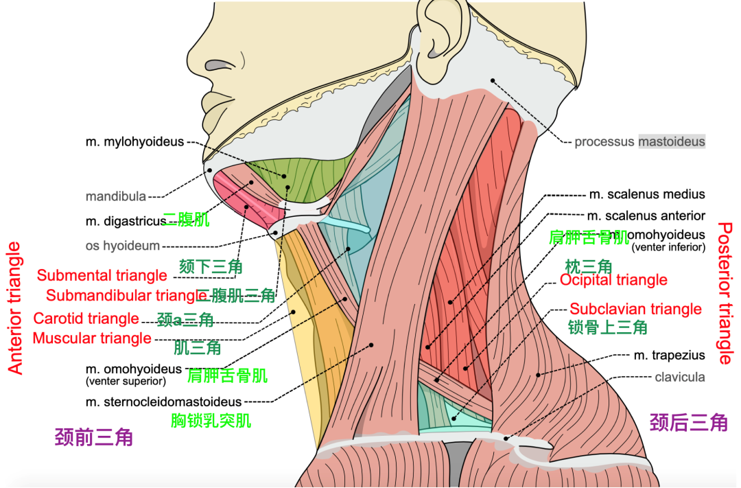 动脉鞘怎么画脑血管解剖学习笔记第29期：颈动脉鞘_https://www.jmylbn.com_新闻资讯_第4张