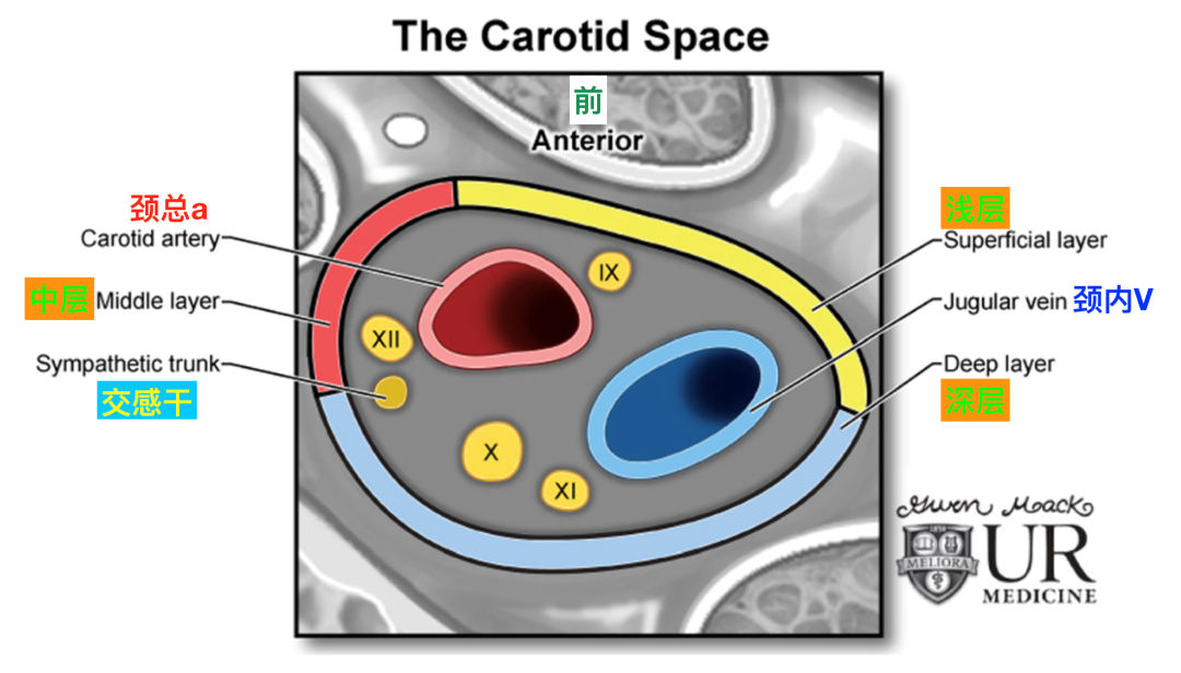动脉鞘怎么画脑血管解剖学习笔记第29期：颈动脉鞘_https://www.jmylbn.com_新闻资讯_第7张