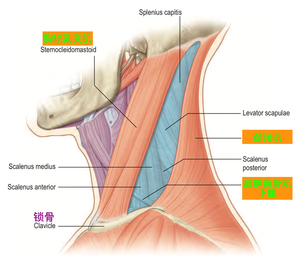 动脉鞘怎么画脑血管解剖学习笔记第29期：颈动脉鞘_https://www.jmylbn.com_新闻资讯_第3张