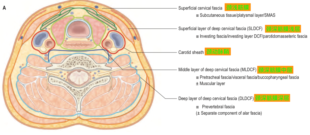 动脉鞘怎么画脑血管解剖学习笔记第29期：颈动脉鞘_https://www.jmylbn.com_新闻资讯_第5张