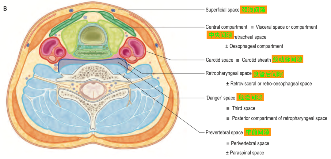 动脉鞘怎么画脑血管解剖学习笔记第29期：颈动脉鞘_https://www.jmylbn.com_新闻资讯_第6张