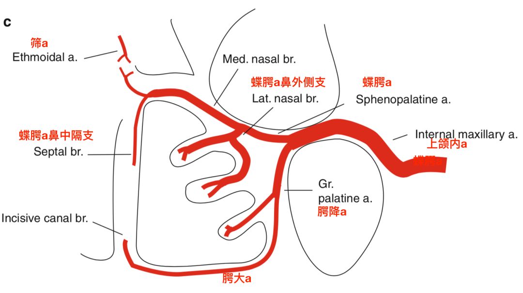 腭大动脉图片