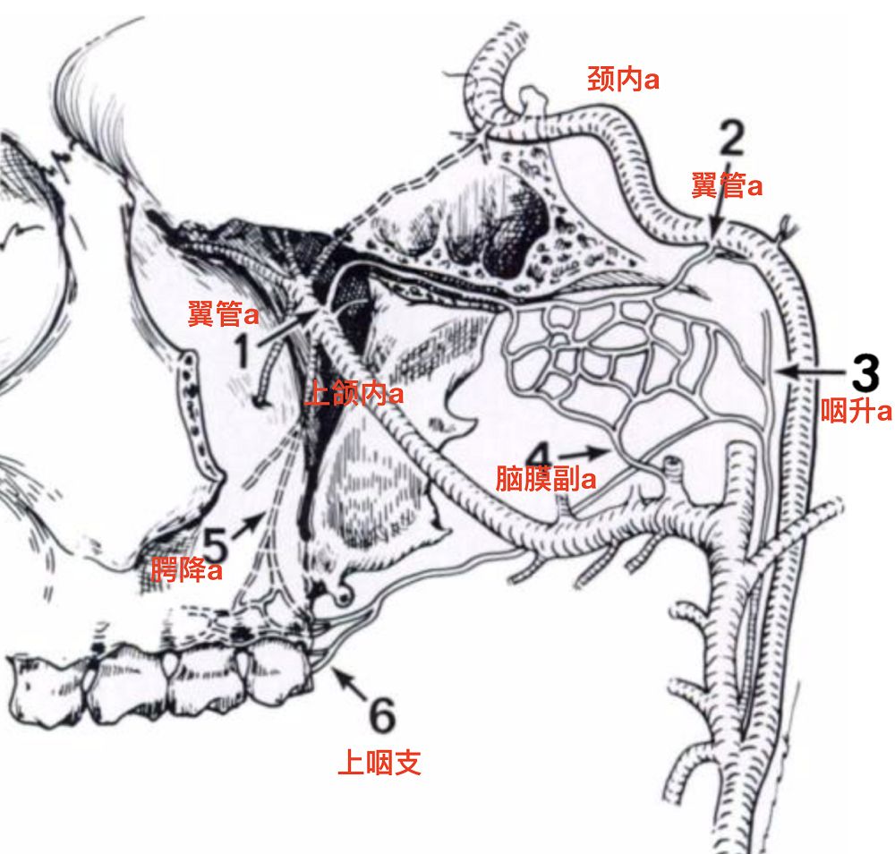 翼管解剖位置图图片