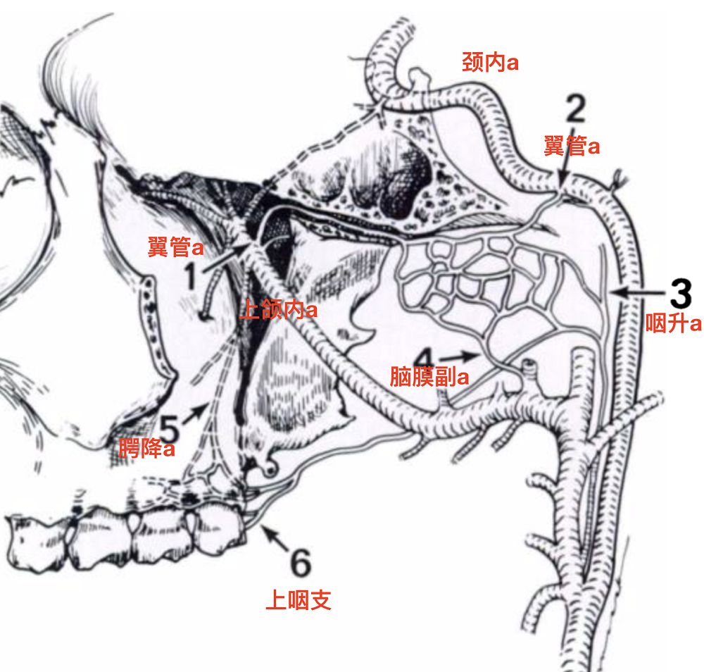 脑血管解剖学习笔记第12期翼管和翼管动脉