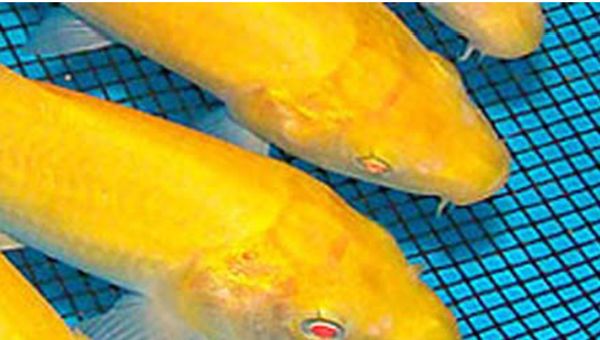 每天认识一种鱼 679 丨黄鲤 金光闪闪 鱼大大 微信公众号文章阅读 Wemp