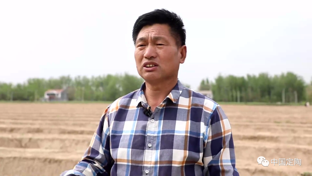 产销两旺定陶半堤1500亩白芦笋进入采摘季