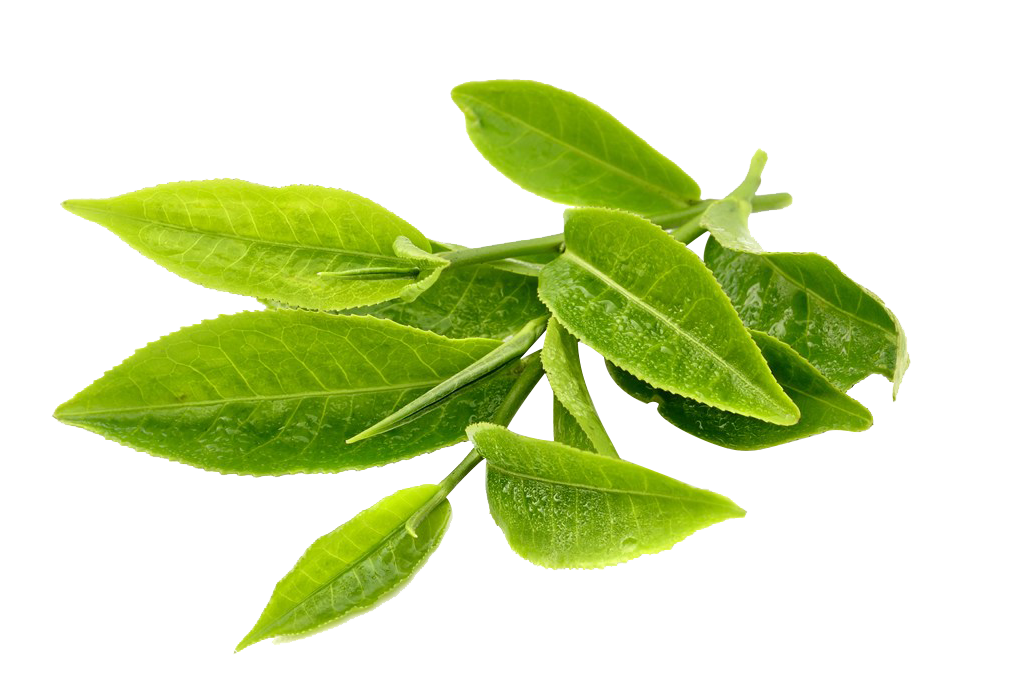 电商美工设计资源【第027期】 100多张产品成分PNG免抠素材