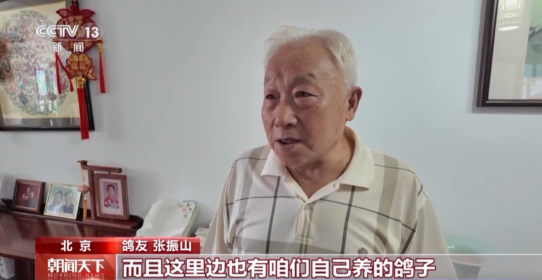和平鸽征自北京鸽友