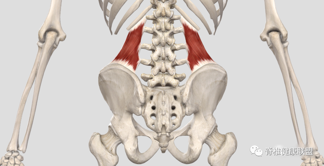 80%腰痛的罪魁祸首——腰方肌_医学界-助力医生临床决策和职业成长