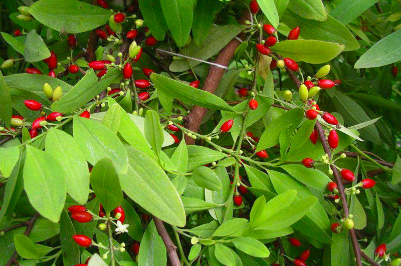 几番尝试下,他相中了一款草本植物——古柯(coca).