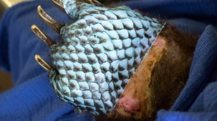 烧伤敷料怎么用图解舌尖上的医学敷料：用罗非鱼皮治疗 II 度烧伤，还能重塑阴道？_https://www.jmylbn.com_新闻资讯_第7张