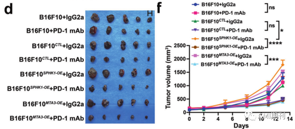 sp管在医学上什么管湘雅医学院刘洪教授在CMI发文，发现SPHK1-MTA3-PD-L1信号轴促进肿瘤免疫逃逸_https://www.jmylbn.com_新闻资讯_第5张