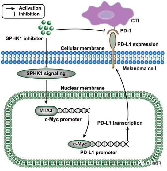 sp管在医学上什么管湘雅医学院刘洪教授在CMI发文，发现SPHK1-MTA3-PD-L1信号轴促进肿瘤免疫逃逸_https://www.jmylbn.com_新闻资讯_第7张